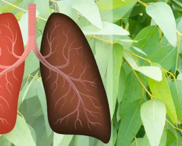 9 Plants & Herbs That Heal Lung Damage, Combat Infections And Boost Lung Health