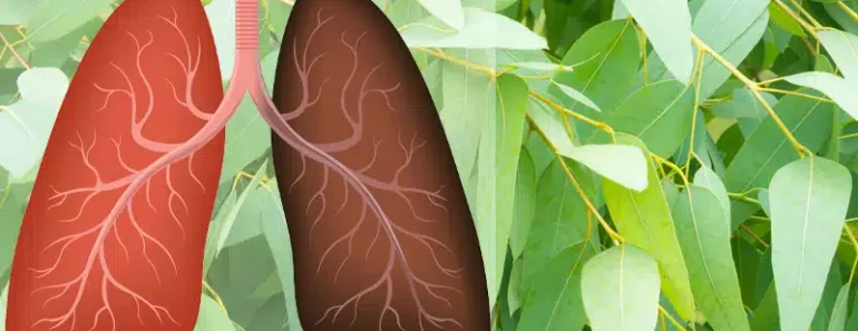 9 Plants & Herbs That Help Repair Lung Damage, Combat Infections And Boost Lung Health