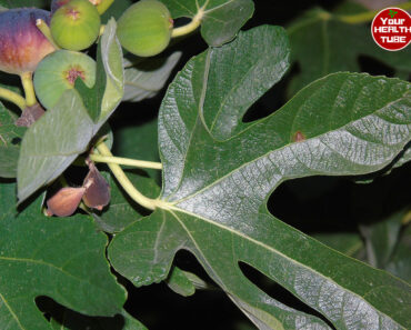 Everybody Loves Figs, but Most People Don’t Realize How Important Their Leaves Are