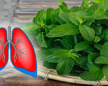 These 14 Amazing Plants Not Only Clean Your Lungs, But Also Prevent Bronchitis, Asthma and Cough