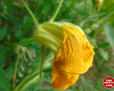 Pumpkin Flowers Nutritional Value (Italian Recipe Included)