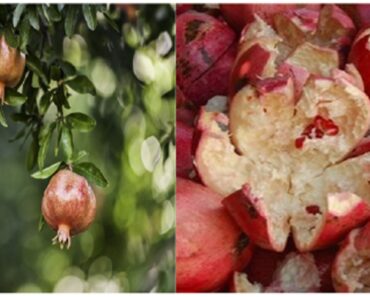 Pomegranate Peel For Treating Numerous Diseases