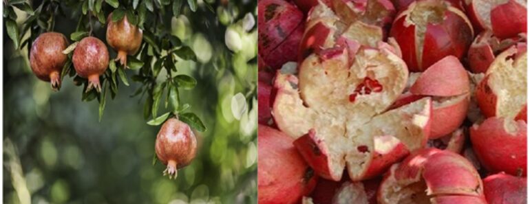 Pomegranate Peel For Treating Numerous Diseases