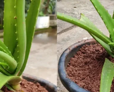 Secrets To Grow Thick and Fleshy Aloe Vera Leaves