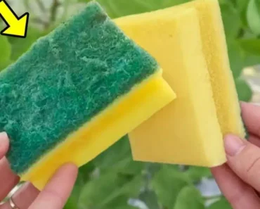 Here Is How to Recycle Your Old Sponge – You Can Use It For Your Plants and Flowers