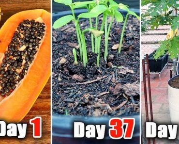 Grow Papayas in Pots? Yes, and Here’s How to Get a Massive Harvest!