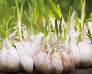 Never Buy Garlic Again – This Simple Trick Grows an Endless Supply at Home!