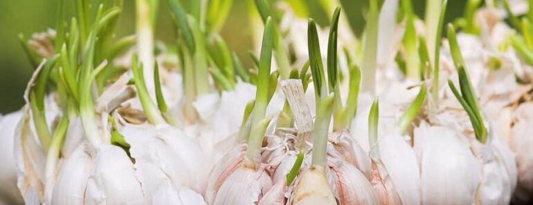 Never Buy Garlic Again – This Simple Trick Grows an Endless Supply at Home!