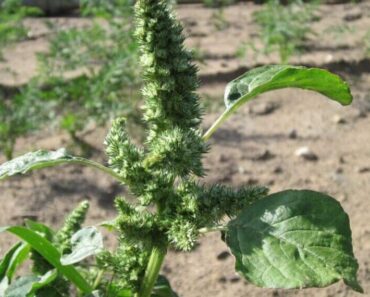 This ‘Weed’ Is Actually a Superfood – Discover the Power of Pigweed!
