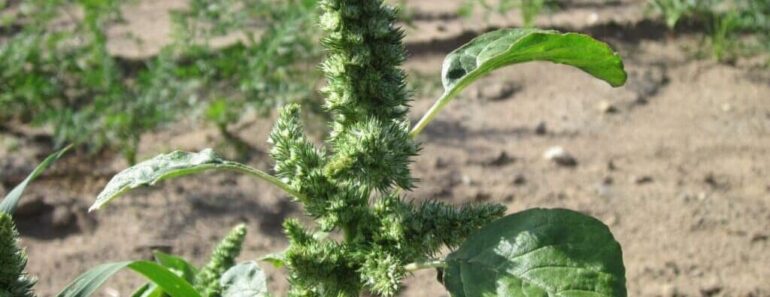 This ‘Weed’ Is Actually a Superfood – Discover the Power of Pigweed!