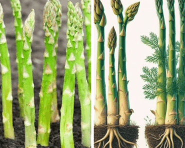 Plant This Fall, Harvest for Years: The Secret to Growing Asparagus from Seed