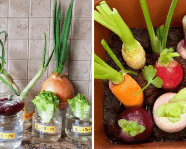 Don’t Toss Those Scraps! 12 Veggies You Can Regrow Right in Your Kitchen