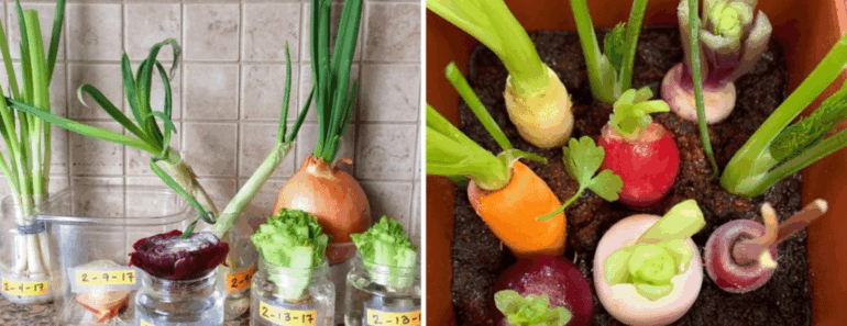 Don’t Toss Those Scraps! 12 Veggies You Can Regrow Right in Your Kitchen
