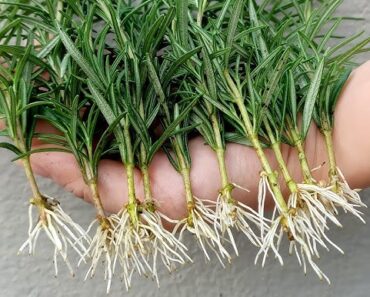 Grow Endless Rosemary for Free – Just Start with a Cutting and Water!