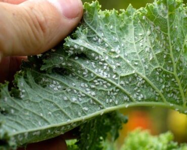 Aphids Disappear In no Time: A Natural Solution You Must Try