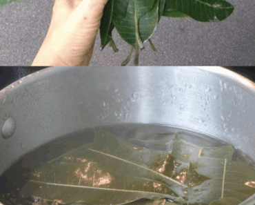 30 Surprising Uses for Mango Leaves – Nature’s Best-Kept Secret!
