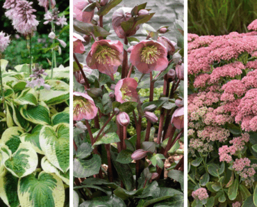 Plant Once, Enjoy Forever: 25 Perennials That Return Every Year Like Magic