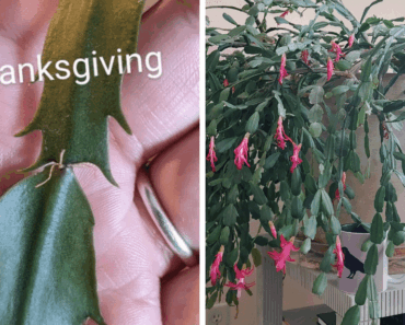 It’s Bloom Time! How to Get Your Thanksgiving Cactus to Flower This November