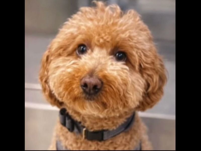 Abandoned at Las Vegas Airport, 2-Year-Old Goldendoodle ‘Jet Blue’ Finds Forever Home With Officer Who Rescued Him