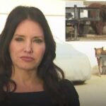 Black Bear Unexpectedly Walks Into KTLA Reporter’s Live Broadcast While Covering Earlier Bear Attack in Monrovia Neighborhood