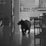 California Bear Breaks Into Claremont Home and Ransacks Woman’s Kitchen While Helping Itself to Her Snacks