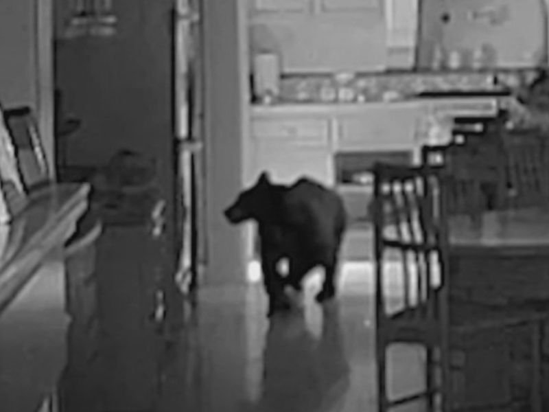 California Bear Breaks Into Claremont Home and Ransacks Woman’s Kitchen While Helping Itself to Her Snacks