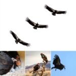 California Condor Population Surpasses 600 Worldwide as Recovery Program Rebuilds Species From Near Extinction
