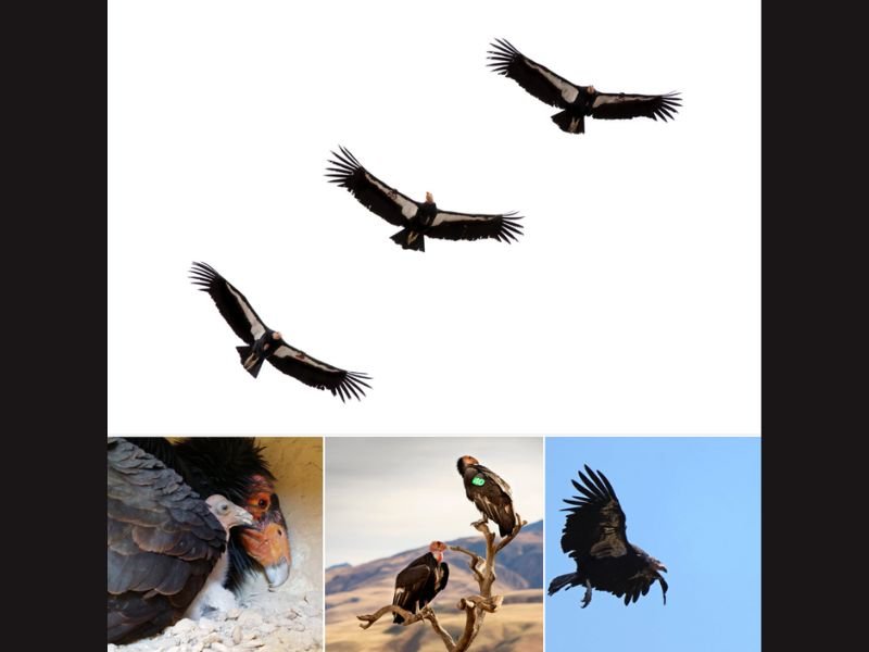 California Condor Population Surpasses 600 Worldwide as Recovery Program Rebuilds Species From Near Extinction