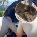Driver Hears Meowing From Engine at Palmdale Shelter Leading to Rescue of Multiple Kittens Hidden Inside Car in Los Angeles County