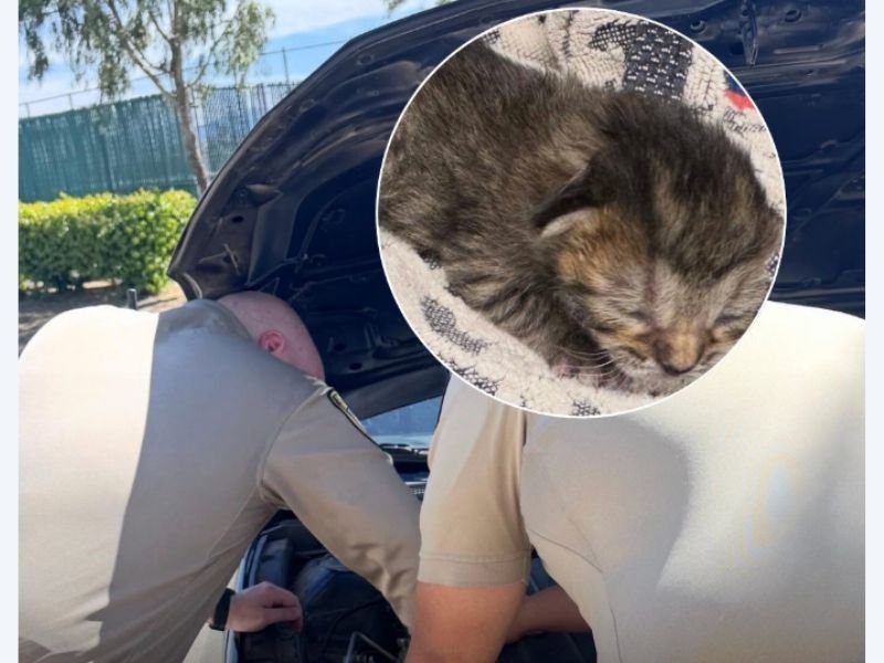Driver Hears Meowing From Engine at Palmdale Shelter Leading to Rescue of Multiple Kittens Hidden Inside Car in Los Angeles County