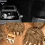 Four Arrested After Allegedly Staging Fake Bear Attacks on Luxury Cars in Lake Arrowhead California to Collect Over $141,000 in Insurance Claims