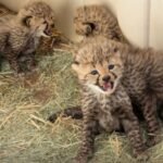 Four Rare Cheetah Cubs Born at San Diego Zoo Safari Park Begin Emerging From Den After Two Months