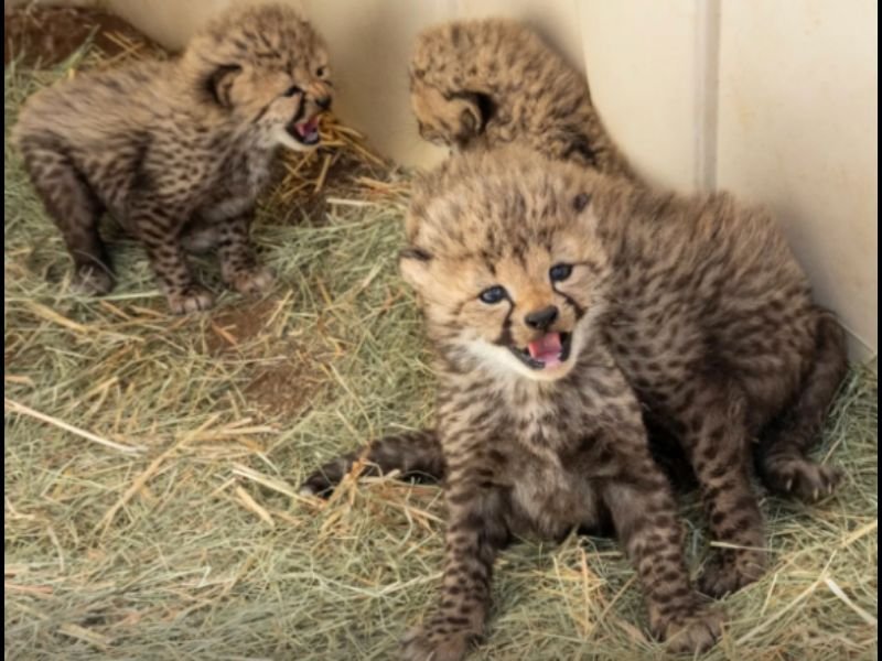 Four Rare Cheetah Cubs Born at San Diego Zoo Safari Park Begin Emerging From Den After Two Months