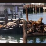 Giant Steller Sea Lion Stuns Visitors at San Francisco&rsquo;s Pier 39 as Rare Marine Guest Basks in the Sun