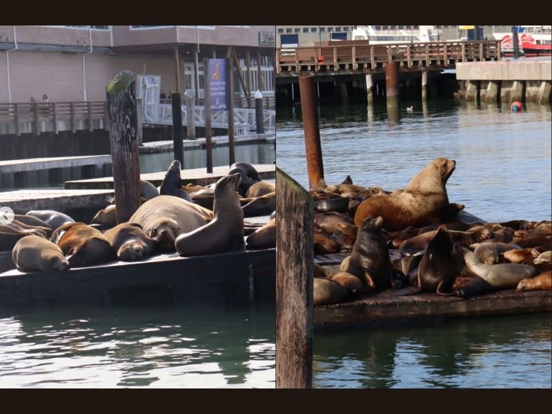 Giant Steller Sea Lion Stuns Visitors at San Francisco&rsquo;s Pier 39 as Rare Marine Guest Basks in the Sun