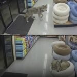 Late-Night Security Cameras in Oregon Capture Wild Wolf Walking Into Pet Store, Inspecting Dog Beds and Curling Up for a Quiet Nap