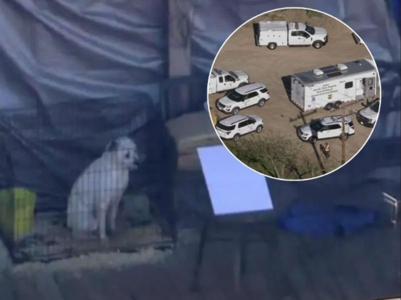 Massive Animal Rescue in Antelope Valley, California Sees 700 Dogs and Cats Removed in What Could Be Largest U.S. Operation