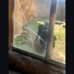 Memphis Zoo Temporarily Closes Bonobo Habitat After Animal Smashes Safety Glass at Exhibit