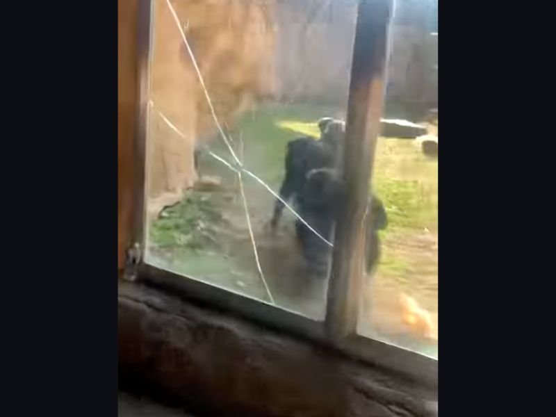 Memphis Zoo Temporarily Closes Bonobo Habitat After Animal Smashes Safety Glass at Exhibit