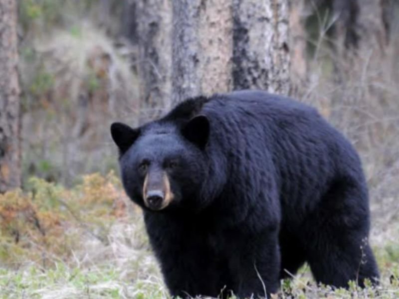Michigan Wildlife Officials Issue Statewide Warning as More Than 12,000 Black Bears Emerge From Hibernation Across Upper and Lower Peninsulas