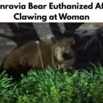Monrovia Bear Euthanized After Clawing at Woman Walking Her Dog as DNA Reveals Prior Attacks in Southern California