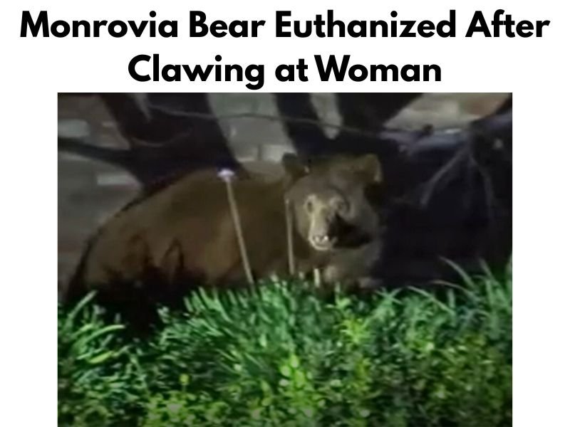 Monrovia Bear Euthanized After Clawing at Woman Walking Her Dog as DNA Reveals Prior Attacks in Southern California