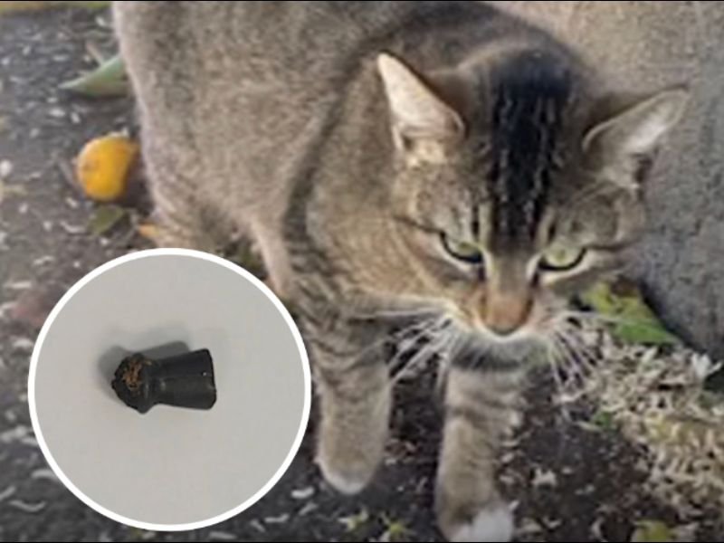 Multiple Cats Found Shot With Pellet Gun in South Los Angeles as Injuries Mount and One Animal Dies
