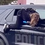 Muskegon Heights Michigan Woman Crawls Out of Police Vehicle Window While Handcuffed and Escapes as Officers Continue Search