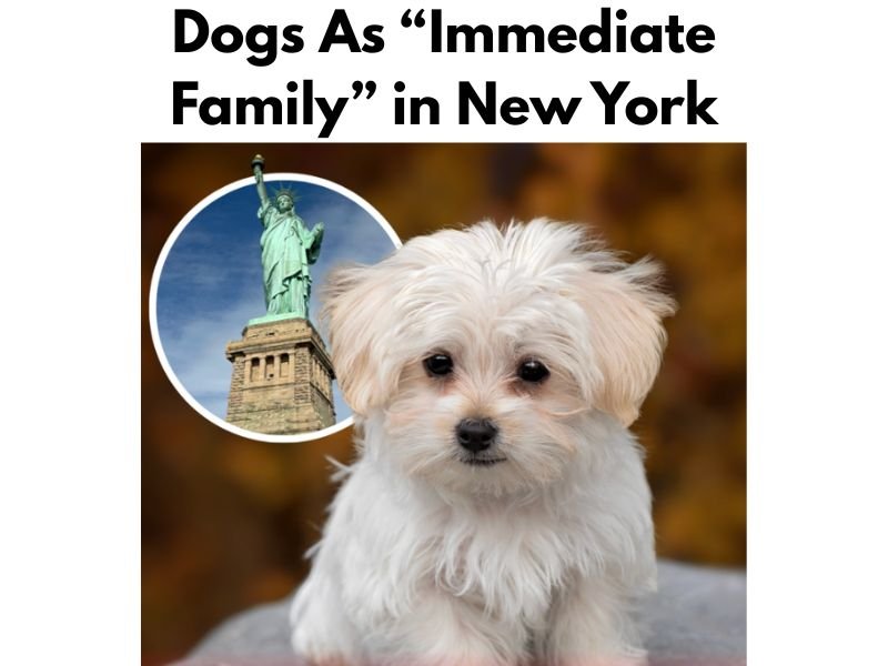 New York Expands Legal Definition of &ldquo;Immediate Family&rdquo; to Include Dogs, Marking Major Shift in How Pets Are Recognized