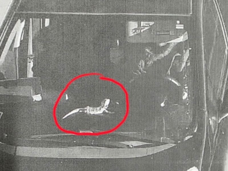 Newport Bridge Toll Cameras Mistakenly Charge Rhode Island Driver After Pet Bearded Dragon Is Identified as Transponder