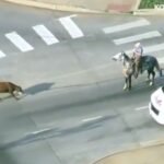 Oklahoma City Highway Officers Couldn&rsquo;t Catch A Runaway Cow&hellip; So They Called Real Cowboys to Help Capture Animal