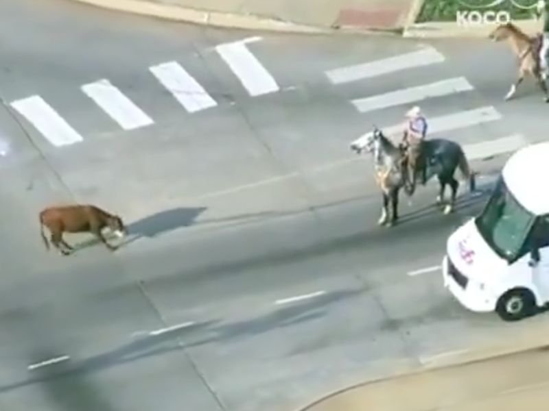 Oklahoma City Highway Officers Couldn’t Catch A Runaway Cow… So They Called Real Cowboys to Help Capture Animal