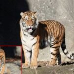 Playful 2-Year-Old Amur Tiger Darya Arrives at Detroit Zoo’s Devereaux Tiger Forest, Bringing New Energy to Michigan Habitat