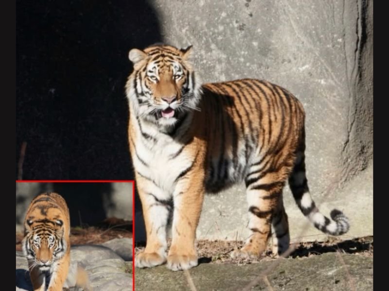Playful 2-Year-Old Amur Tiger Darya Arrives at Detroit Zoo’s Devereaux Tiger Forest, Bringing New Energy to Michigan Habitat